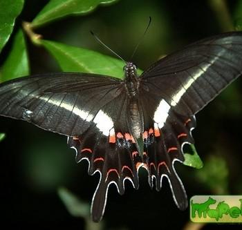 Mimoides lysithous