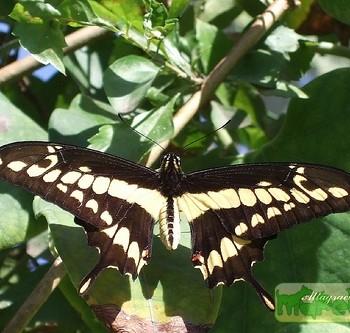 Papilio machaonides