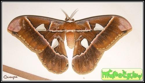 Rothschildia jacobaea