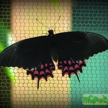 Papilio erostratus