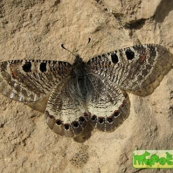 Archon bostanchii
