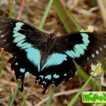 Papilio epiphorbas
