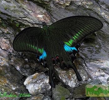Papilio polyctor