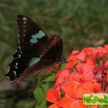 Papilio manlius