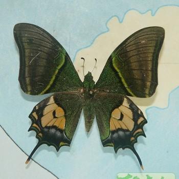 Teinopalpus aureus