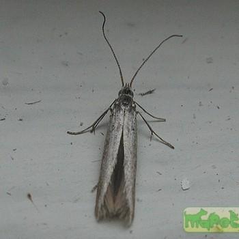Coleophora argentula