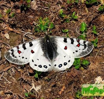 Parnassius hardwickii