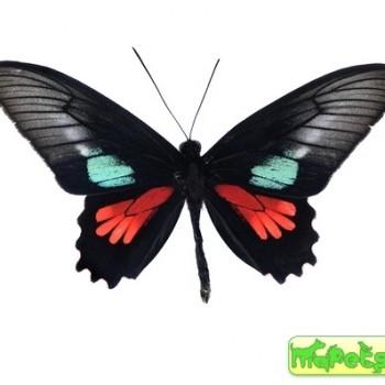 Parides neophilus