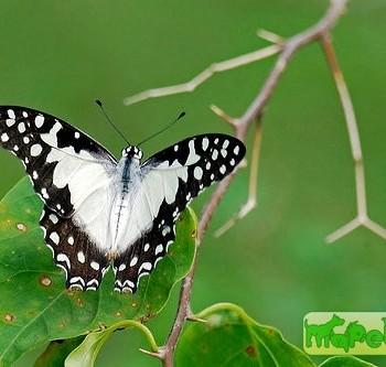 Graphium angolanus