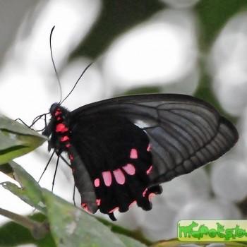 Parides panthonus