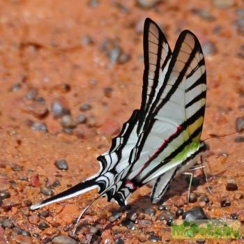 Protesilaus glaucolaus