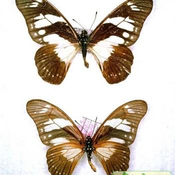 Graphium adamastor