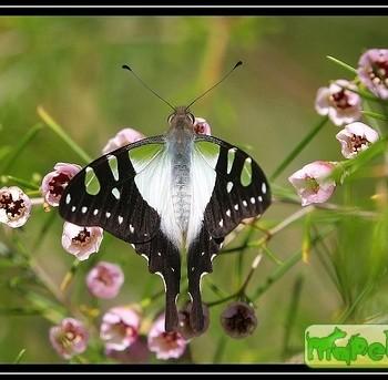 Graphium macleayanus