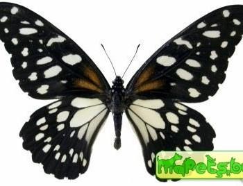Papilio rex