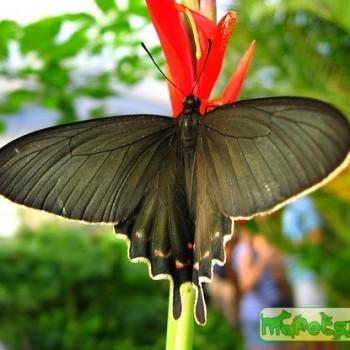 Parides bunichus