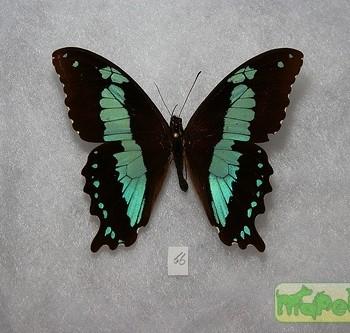 Papilio microps,