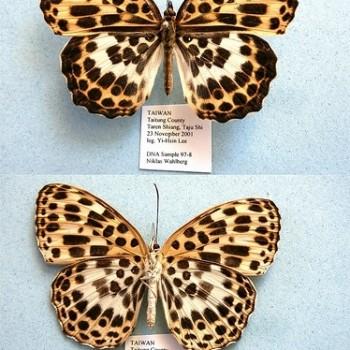 Timelaea albescens