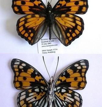 Sephisa dichroa