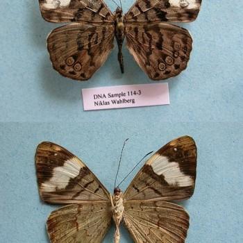 Ectima thecla