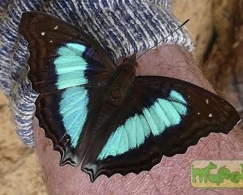 Doxocopa clothilda