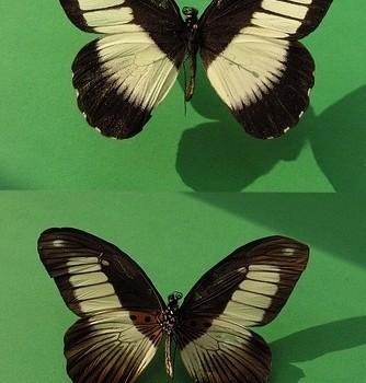 Papilio plagiatus