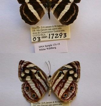 Dynamine mylitta (Динамина милитта)