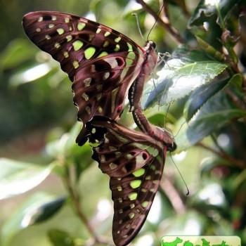 Graphium macfarlanei