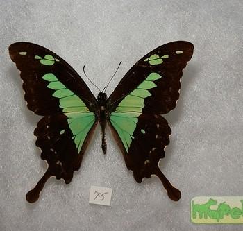 Papilio Phorcas