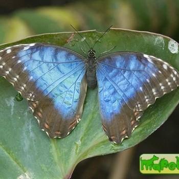 Caligo eurilochus