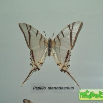 Protesilaus stenodesmus