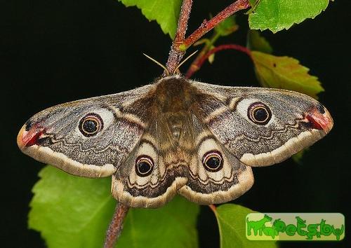 Saturnia pavonia