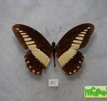 Papilio echerioides