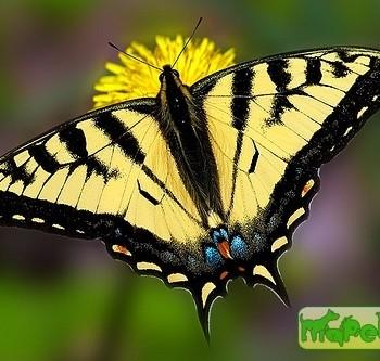 Papilio canadensis