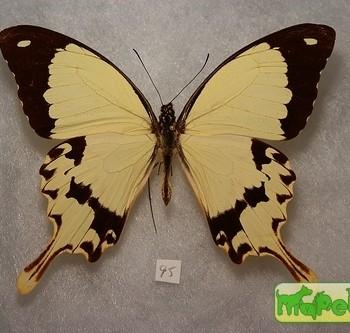 Papilio dardanus