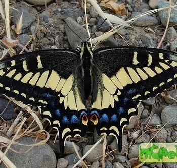 Papilio zelicaon