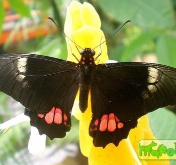 Papilio Anchisiades