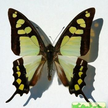 Graphium cloanthus