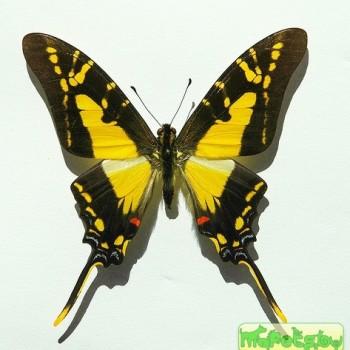 Eurytides thyastes