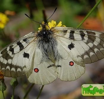 Parnassius clodius