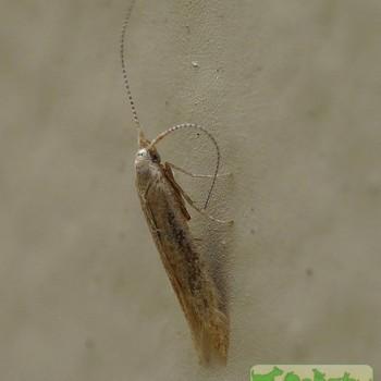 Coleophora adspersella