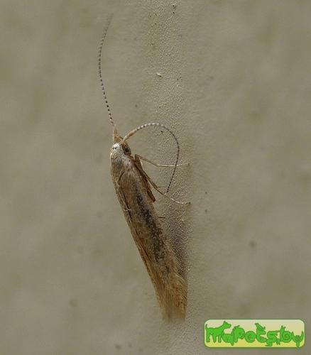 Coleophora adspersella
