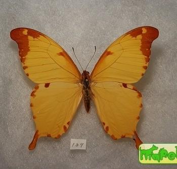 Papilio nobilis