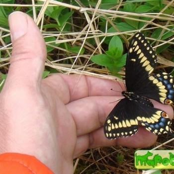 Papilio brevicauda