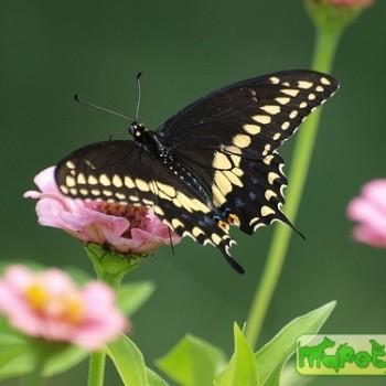Papilio polyxenes