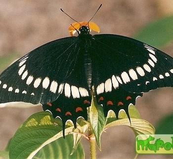 Papilio scamander