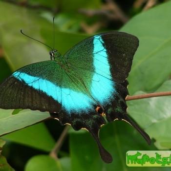 Papilio buddha