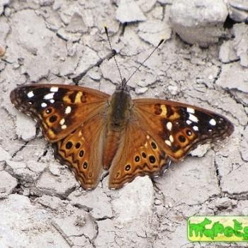 Asterocampa leilia