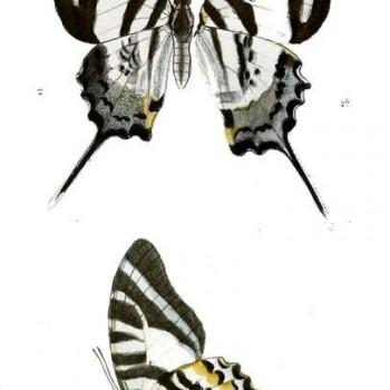 Graphium epaminondas