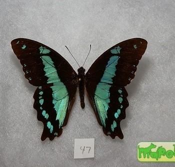 Papilio chrapkowskii