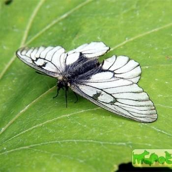 Parnassius hoenei